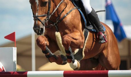 Cours de sauts d'obstacles à cheval - Dreux - Les Écuries des Vieilles Ventes