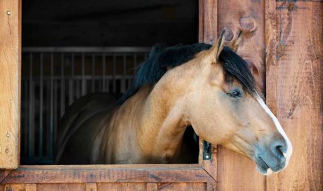 Pension pour cheval à la retraite - Dreux - Les Écuries des Vieilles Ventes
